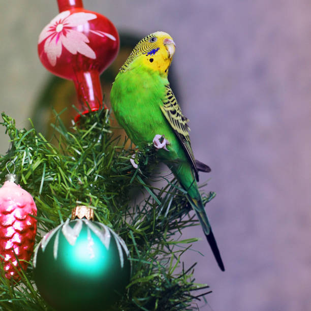 istock Melopsittacus undulatus. Green wavy parrot. Budgerigar. Parrot on a New Year tree 1170651315