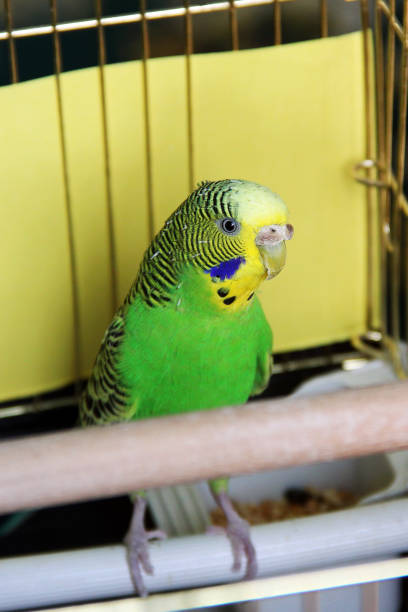 istock Melopsittacus undulatus. Green wavy parrot. Budgerigar 1170651324