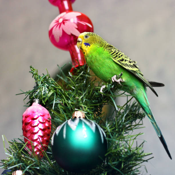 istock Melopsittacus undulatus. Green wavy parrot. Budgerigar. Parrot on a New Year tree 1170651336