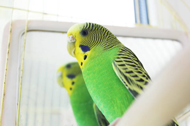istock Melopsittacus undulatus. Green wavy parrot. Budgerigar. A beautiful wavy parrot sits in a cage near the mirror 1170651455