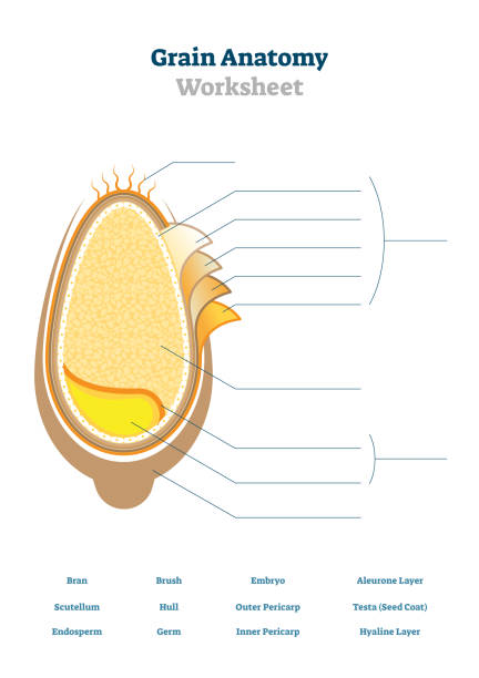 ilustraciones, imágenes clip art, dibujos animados e iconos de stock de ilustración vectorial de la hoja de trabajo de anatomía de granos. plantilla de diagrama de semillas en blanco. - endosperm