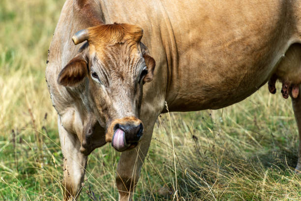 istock Brown dairy cow is licking its nose 1170651579