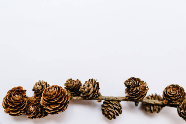 istock Christmas composition. Pine cones decorations on branches on wooden white background. Top view, copy space. Layout made of winter. Flat lay. Holiday season concept. 1170651656