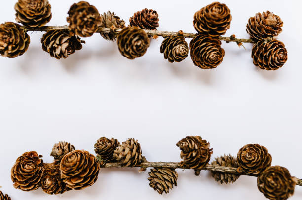 istock Christmas composition. Pine cones decorations on branches on wooden white background. Top view, copy space. Layout made of winter. Flat lay. Holiday season concept. 1170651675