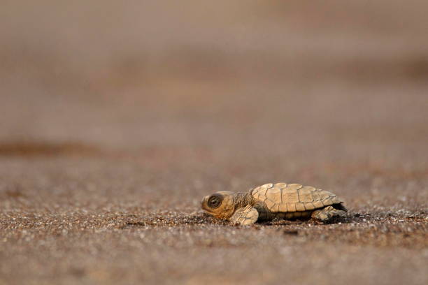 Olive ridley turtle, Lepidochelys olivacea, Velas beach, Ratnagiri, Maharashtra
