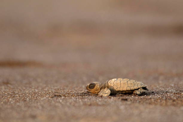 Olive ridley turtle, Lepidochelys olivacea, Velas beach, Ratnagiri, Maharashtra Olive ridley turtle, Lepidochelys olivacea, Velas beach, Ratnagiri, Maharashtra. pacific ridley turtle stock pictures, royalty-free photos & images