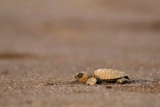 Photo of Olive ridley turtle, Lepidochelys olivacea, Velas beach, Ratnagiri, Maharashtra