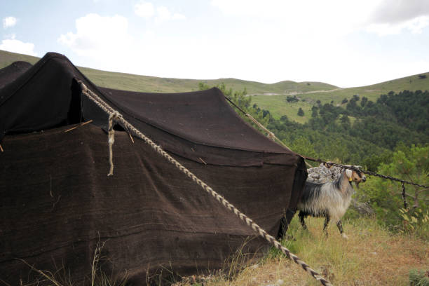 istock Goats and black tents, nomadic life. 1170652600