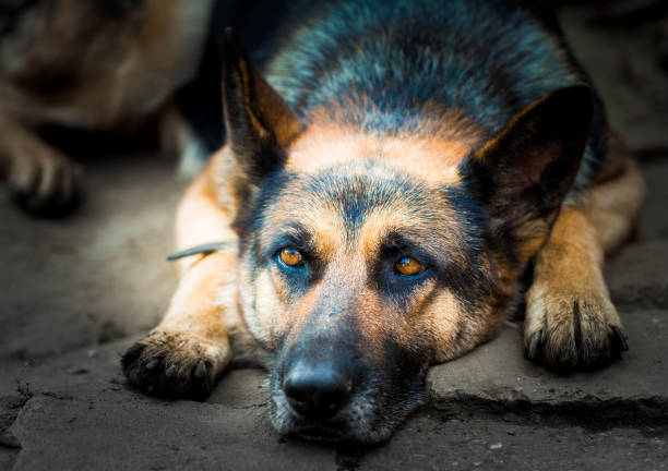 Close up image of a lazy and tired German Shepherd dog lying on the floor in the back yard in the sunshine. The dog is looking lazily at the camera with a grumpy expression on its face. Horizontal colour image with copy space.