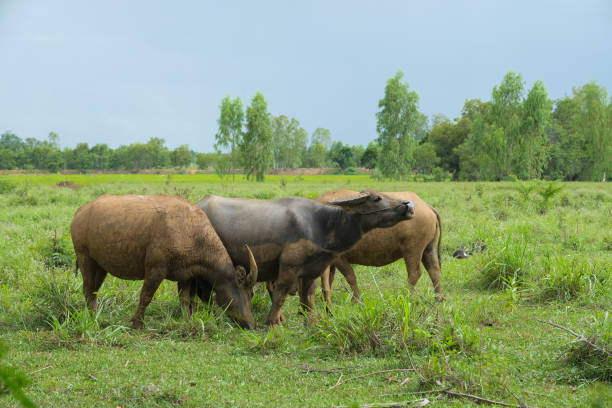 istock Three water buffalo on the green meadow 1170654296