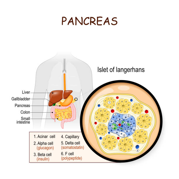 pancreas. Islet of langerhans pancreatic islets. pancreas is an organ of the digestive system and endocrine system. silhouette of Human with highlighted internal organs. Closeup of pancreas and islets of Langerhans biological process stock illustrations