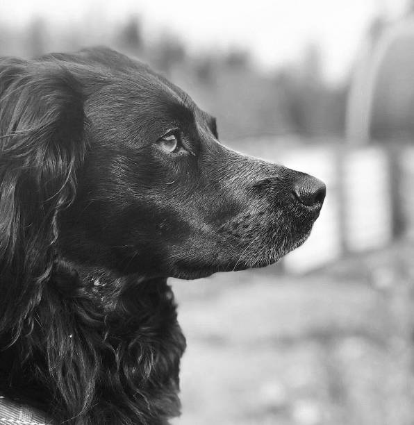 istock Dog in black and white 1170656148