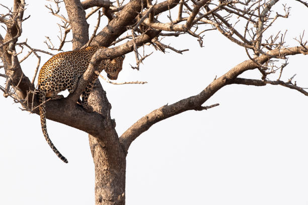 leopardo en un árbol en kruger park sudáfrica - leopard kruger national park south africa africa fotografías e imágenes de stock