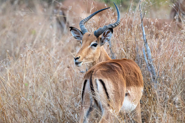 istock impala in kruger park south africa 1170656226
