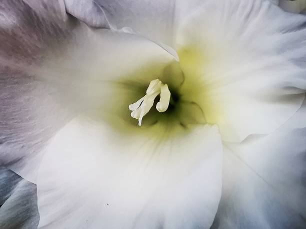 gladiolus blanc - gladiolus flower floral pattern single flower photos et images de collection