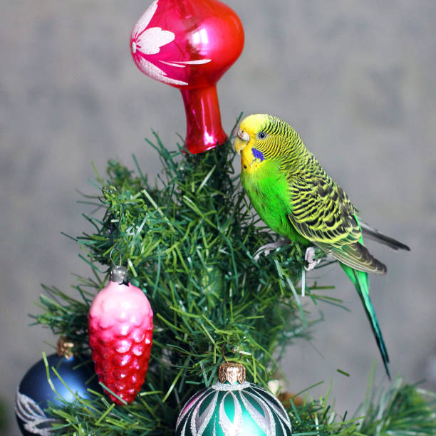 istock Parrot on a New Year tree. Melopsittacus undulatus. Green wavy parrot. Budgerigar 1170658423