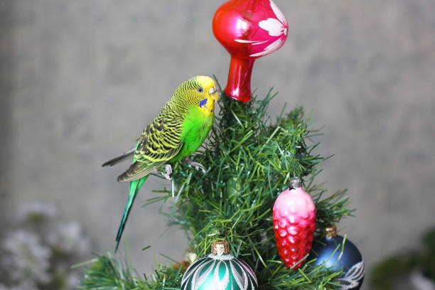 istock Parrot on a New Year tree. Melopsittacus undulatus. Green wavy parrot. Budgerigar 1170658458
