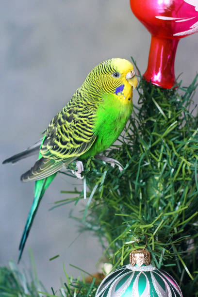 istock Parrot on a New Year tree. Melopsittacus undulatus. Green wavy parrot. Budgerigar 1170658549