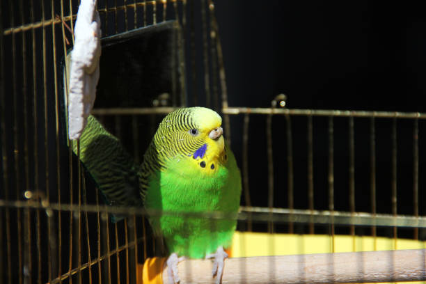 istock Melopsittacus undulatus. Green wavy parrot. Wavy parrot in a cage 1170659141
