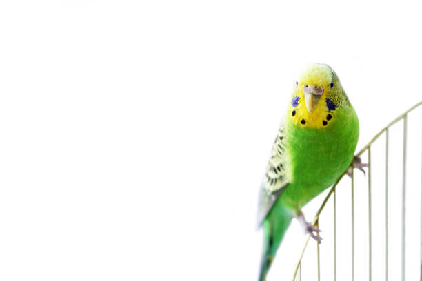 istock Melopsittacus undulatus. Green wavy parrot. Wavy parrot on a cage 1170659166