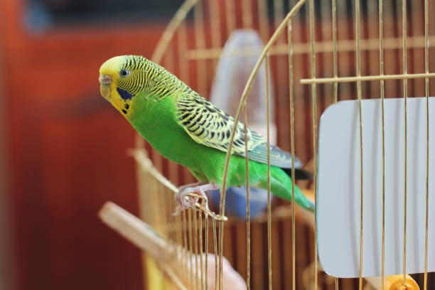 Melopsittacus undulatus. Green wavy parrot. Wavy parrot in a cage