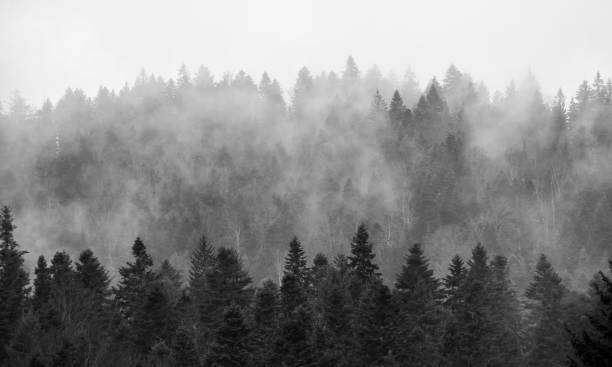 istock Forest of pine trees in the fog 1170659295