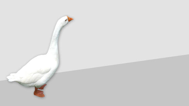 istock White lonely goose photography with a color background and copy space. 1170660122