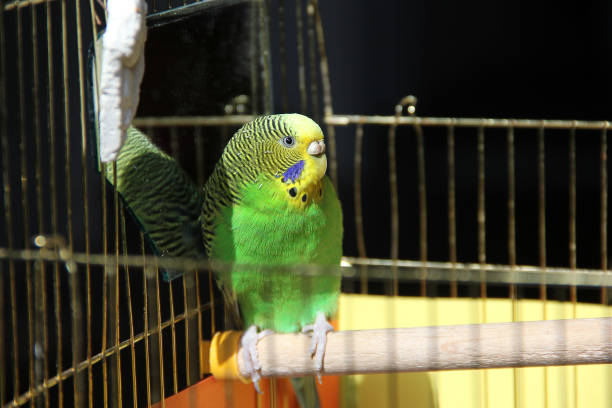 istock Melopsittacus undulatus. Green wavy parrot. Wavy parrot in a cage 1170660144