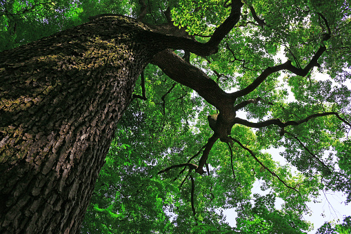 View up in a big oak in the autumn sunlight