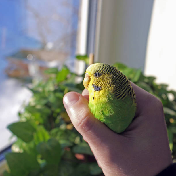 istock Melopsittacus undulatus. Green wavy parrot. Budgerigar sitting on hand 1170661364