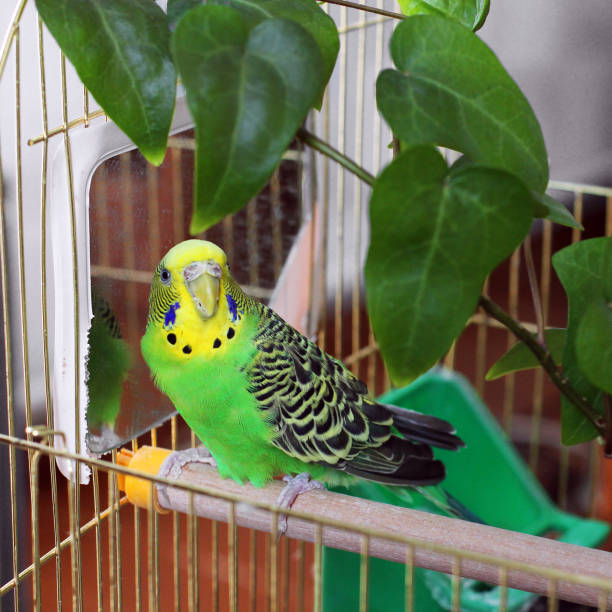 istock Melopsittacus undulatus. Green wavy parrot. Budgerigar. A beautiful wavy parrot sits in a cage 1170662009