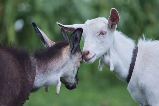 istock black and white goats hugging. friendship concept. 1170662215