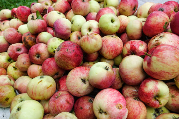 istock Freshly harvested apples harvested from the ground, closeup for background 1170662586