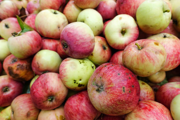 istock Freshly harvested apples harvested from the ground, closeup for background 1170662621
