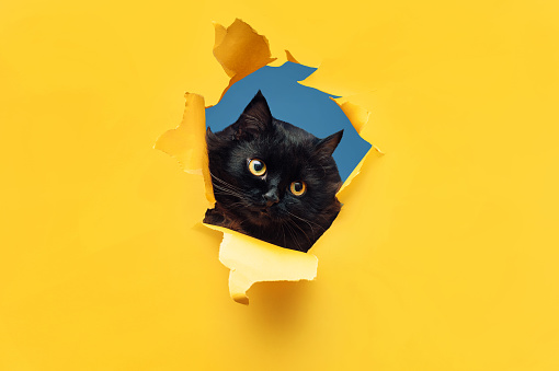 Funny black cat looks through ripped hole in yellow paper. Peekaboo. Naughty pets and mischievous domestic animals. Copy space. Blue background.