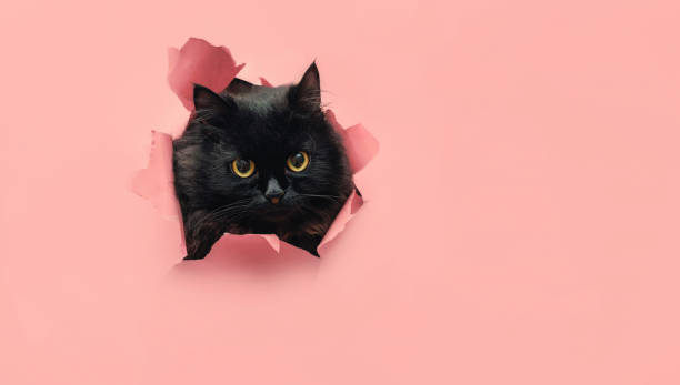 22,653 Cute Pink Cat Stock Photos, Pictures & Royalty-Free Images - iStock