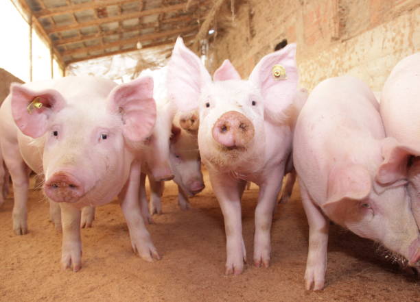 istock Pig in the farm 1170665215