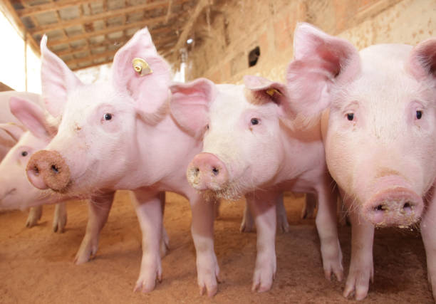 istock Pig in the farm 1170665466