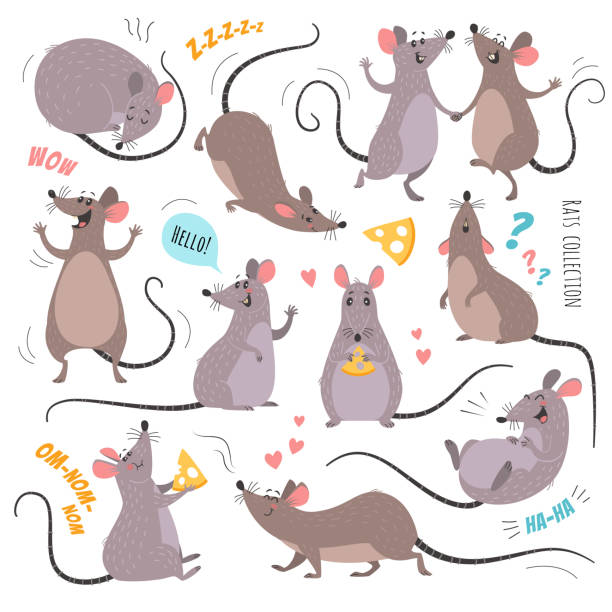 illustrations, cliparts, dessins animés et icônes de collection de rats de dessin animé. - souris animal