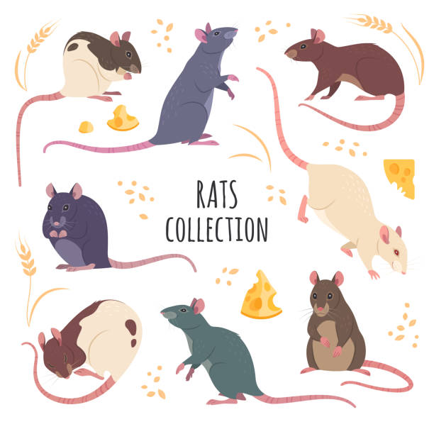 ilustrações, clipart, desenhos animados e ícones de coleção de ratos. - white background spotted wildlife nature