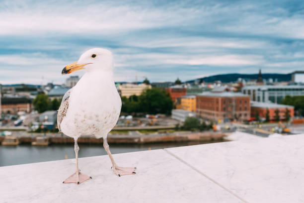 istock Oslo, Norway. White Hat Beckoning Seagull On Viewing Platform On Background Oslo Cityscape Skyline 1170666568