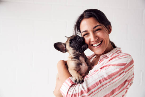 studio portrait von lächelnden jungen frau hält liebevolle pet französisch bulldogge welpen - domestizierte tiere fotos stock-fotos und bilder
