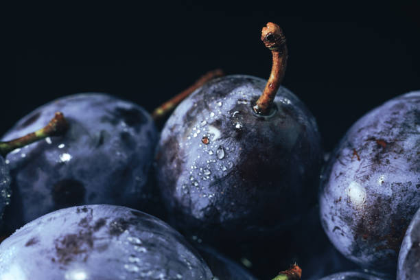 istock Close up beautiful fresh plums background. Macro view. 1170668092