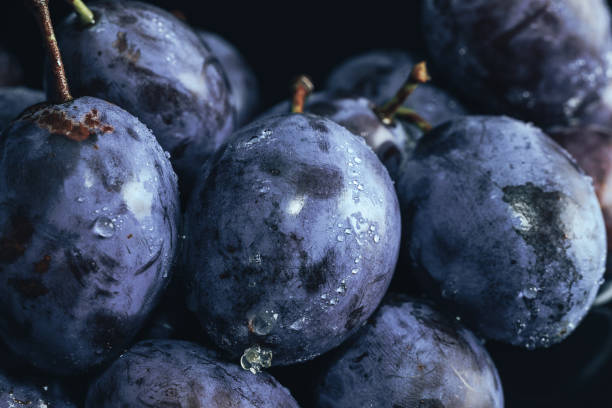 istock Close up beautiful fresh plums background. Macro view. 1170668174