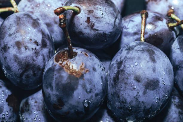 istock Close up beautiful fresh plums background. Macro view. 1170668189