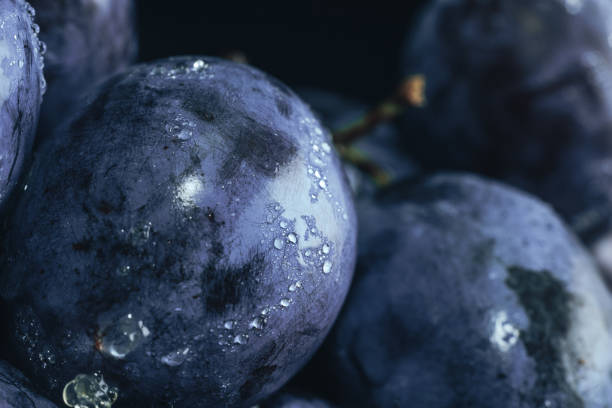 istock Close up beautiful fresh plums background. Macro view. 1170668254