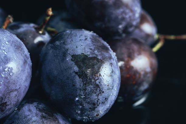 istock Close up beautiful fresh plums background. Macro view. 1170668276