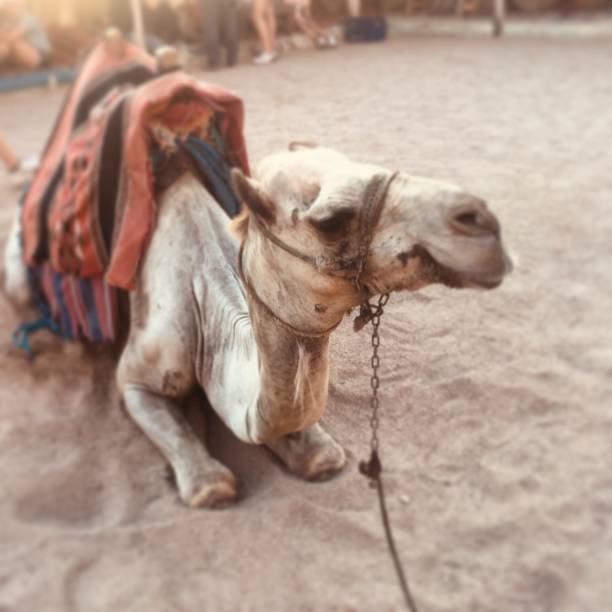 Camel in the desert