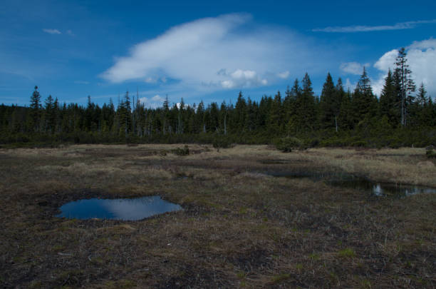 istock Peat bog near Jizerka Village, Czech Republic 1170669406