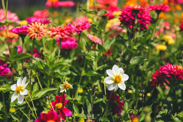 istock flowers in garden 1170669618